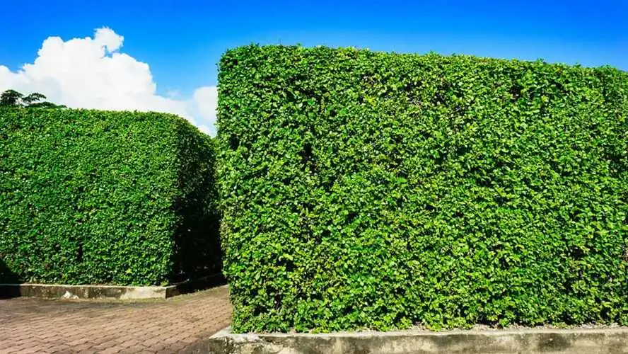 松江区环保鱼池绿化工程