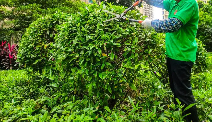 园林绿化中常见的困扰以及解决方案有哪些？