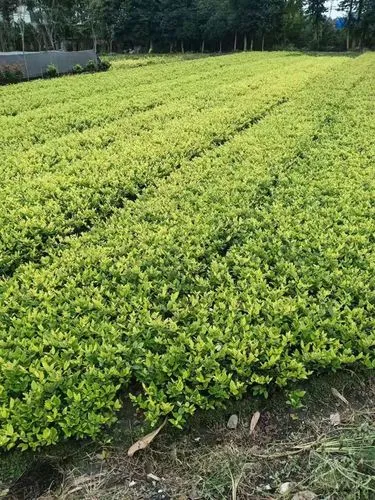 设施老化与缺乏维护，园林管理亟待改进！